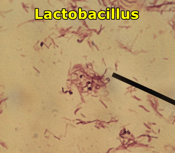  Lactobacillus