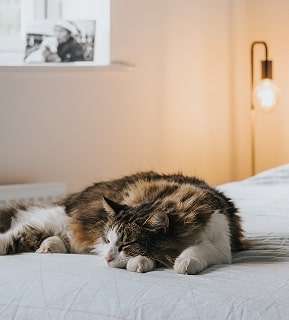 how to live 24 longer A cat sleeping on a bed